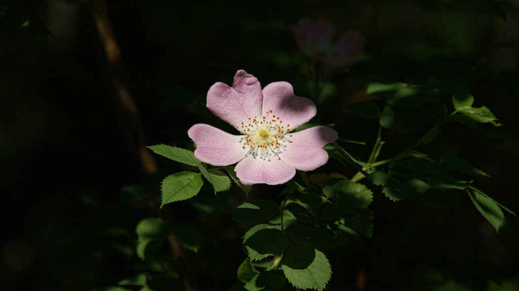 Heckenrose